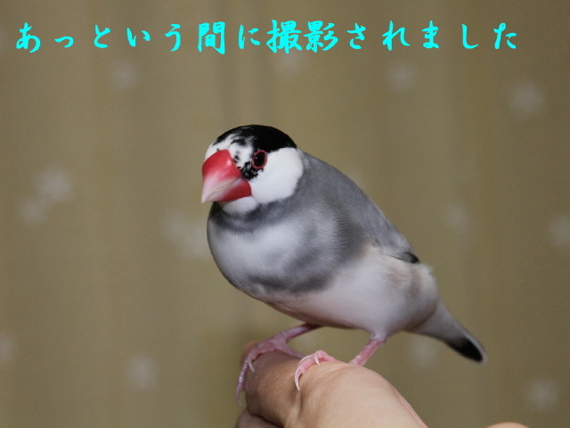 c0365734_21390287.jpg
