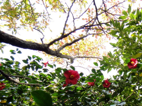 c0179351_20055696.jpg