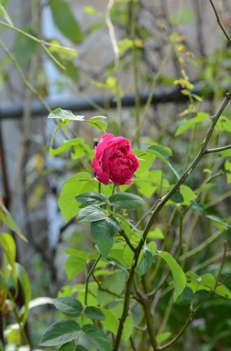 c0186463_1922726.jpg
