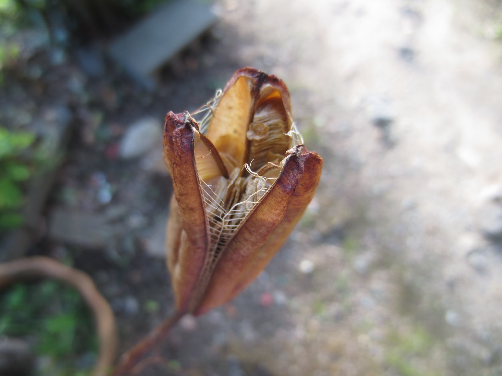 c0223463_8515465.jpg