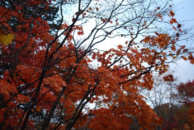 a0133886_12181771.jpg