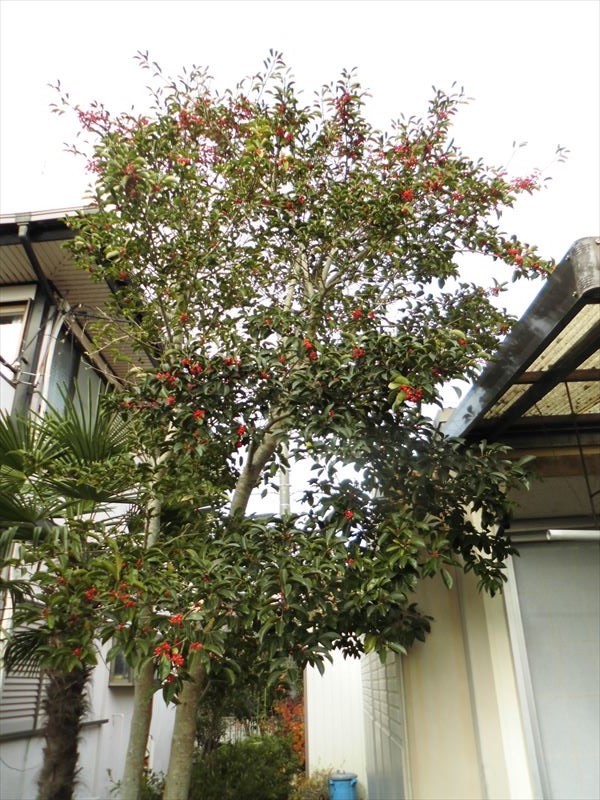 c0108198_17424143.jpg