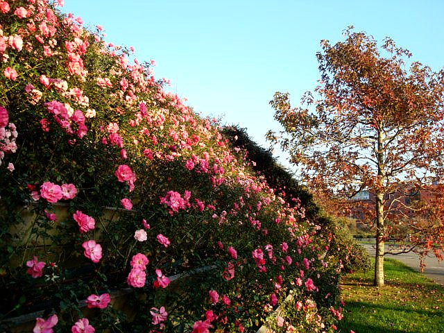 a0019022_574242.jpg