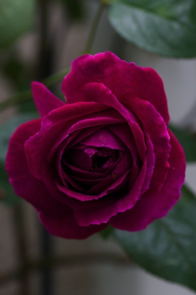 e0021328_15422385.jpg
