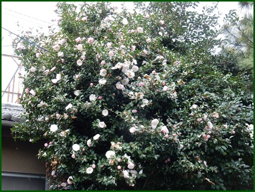 e0033229_20315123.jpg