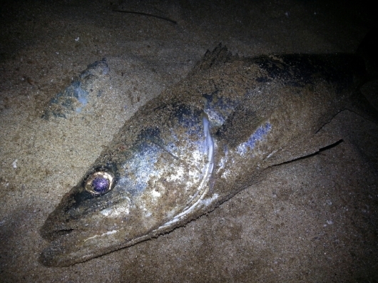 f0183484_04163989.jpg
