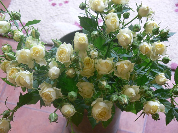 e0140986_1427974.jpg