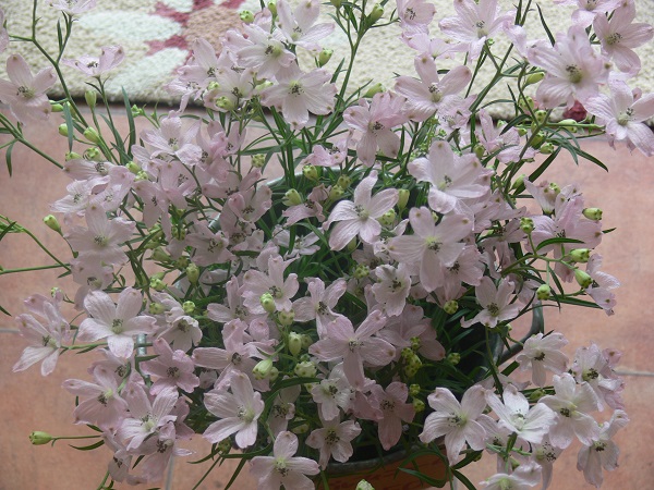 e0140986_14353993.jpg