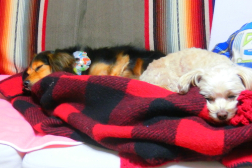 a0249004_23451065.jpg
