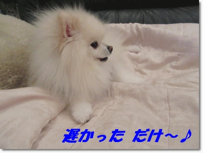 b0167519_15263497.gif