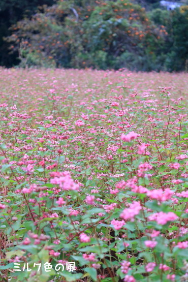 c0368870_15582739.jpg