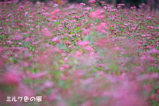 c0368870_15583839.jpg