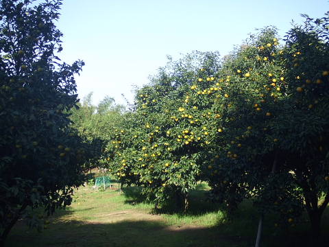 c0022275_1674387.jpg