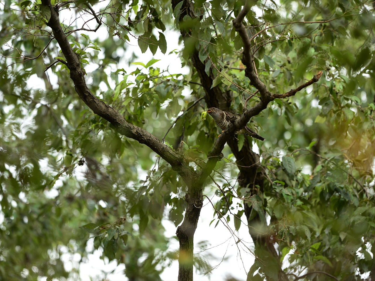 d0157380_4232071.jpg