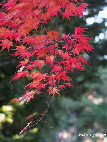 b0343934_22560371.jpg