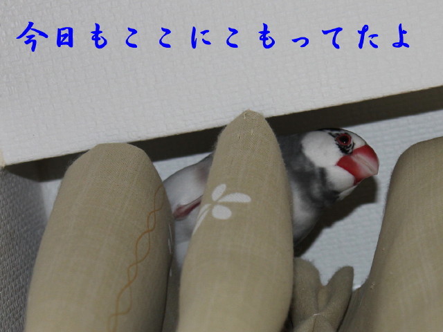 c0365734_20003614.jpg