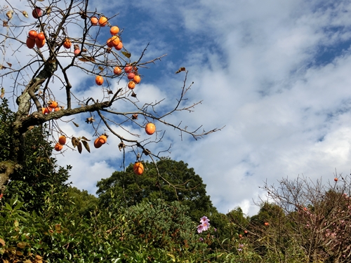 b0120541_2311024.jpg