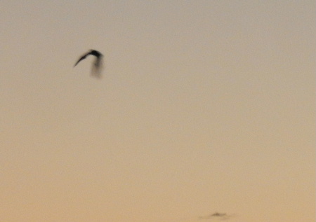 e0172950_20141120.jpg