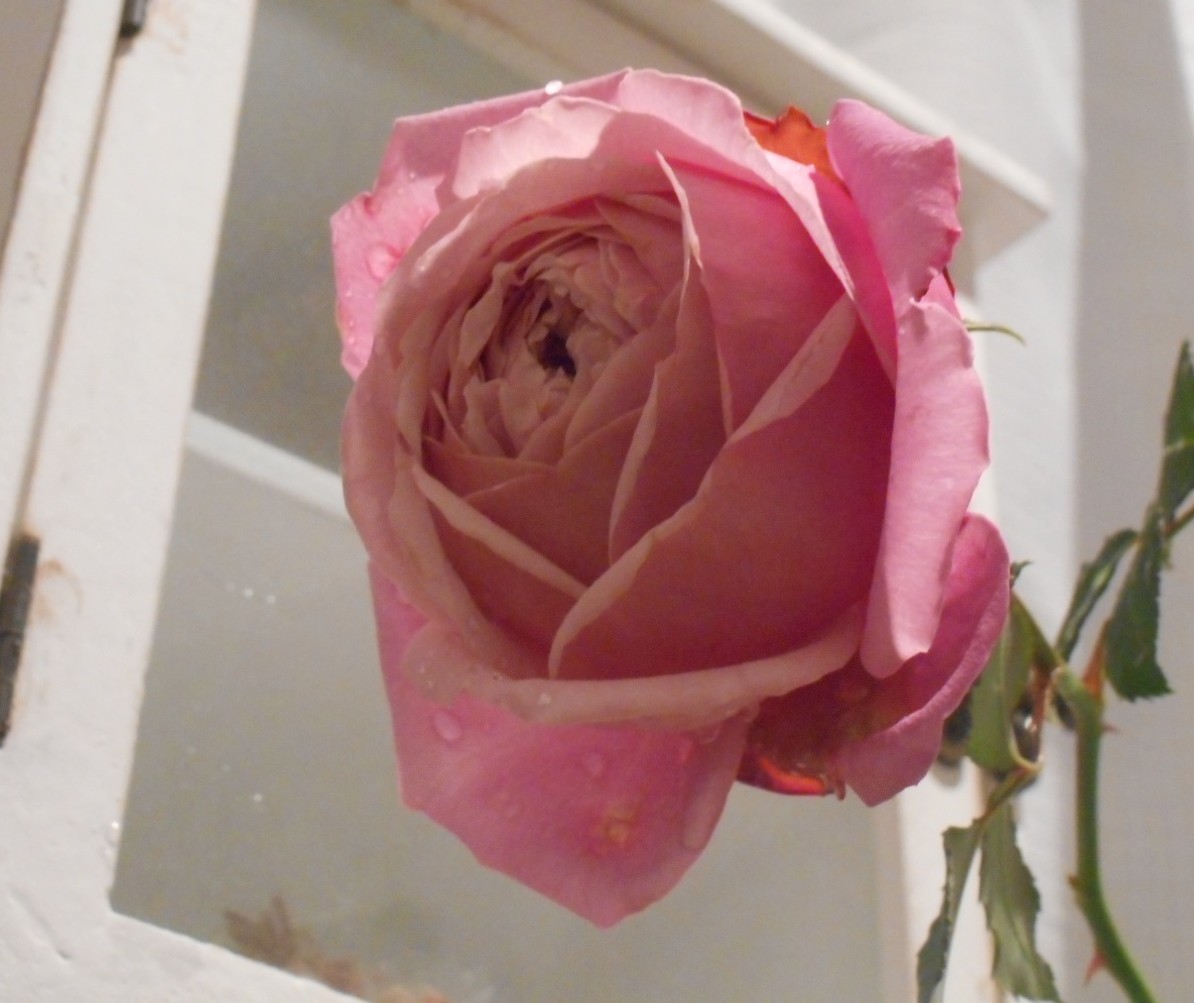 c0336266_05032225.jpg