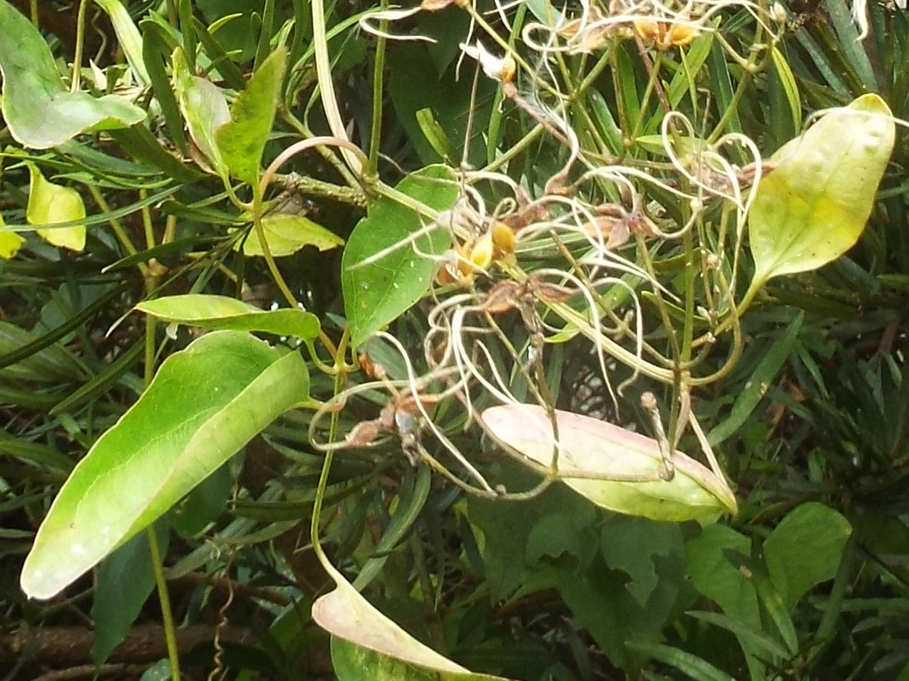 e0145782_15291090.jpg