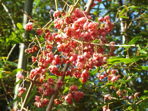 e0145782_15321865.jpg