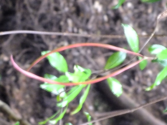 e0145782_1545369.jpg