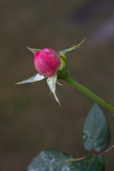 e0021328_01465980.jpg
