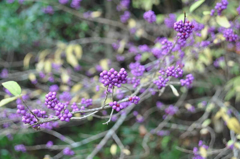 b0104861_2023134.jpg