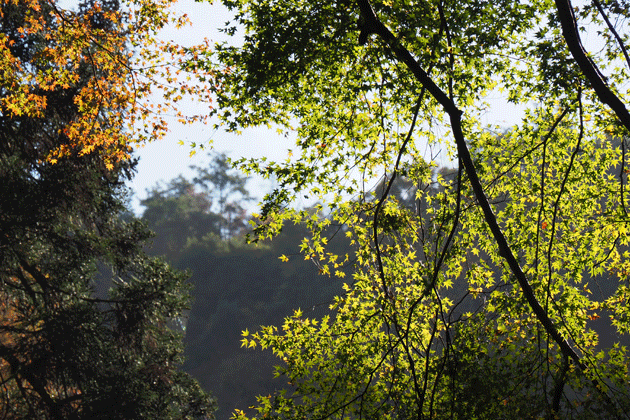 e0346064_17151634.gif