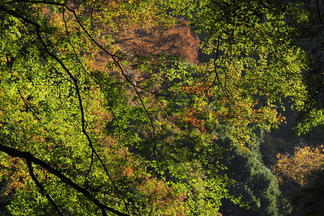 e0346064_17152740.gif