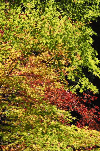 e0346064_17153783.gif