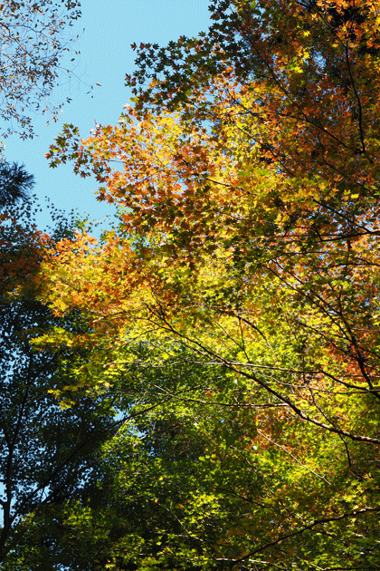 e0346064_17154776.gif
