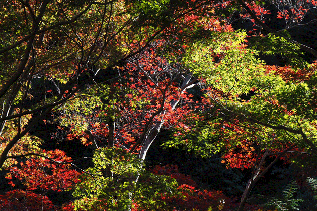 e0346064_17162694.gif