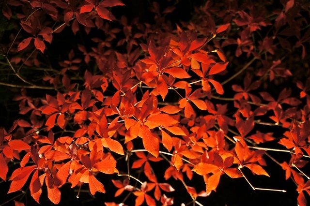 e0177271_07441752.jpg