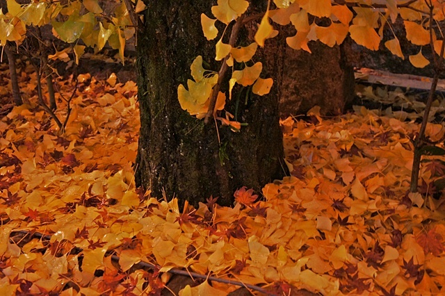 e0177271_07443977.jpg