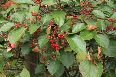 a0222494_1742111.jpg
