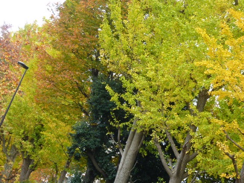 e0078404_15451146.jpg