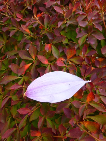 e0078404_16155696.jpg