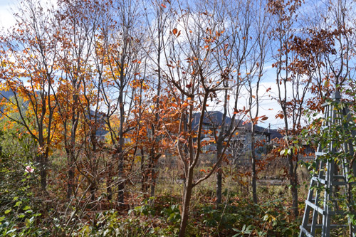 c0107129_2573294.jpg