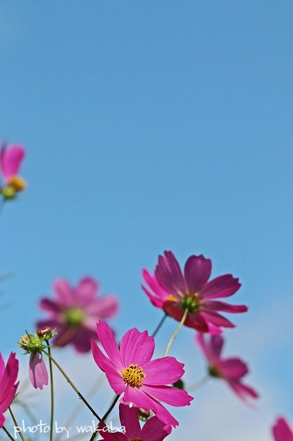 e0052135_22333981.jpg