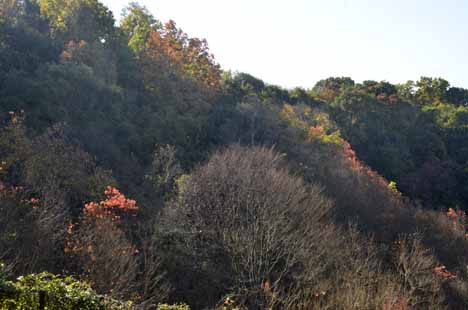 a0100742_8254792.jpg