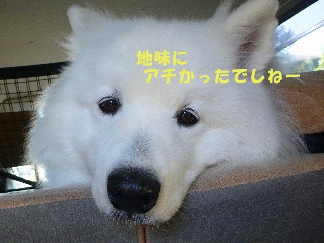 e0176159_11381635.jpg