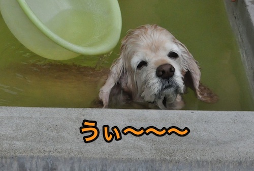 にほんブログ村 犬ブログ アメリカンコッカースパニエルへ