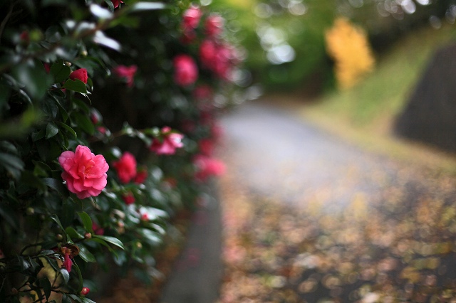 a0242438_2010147.jpg