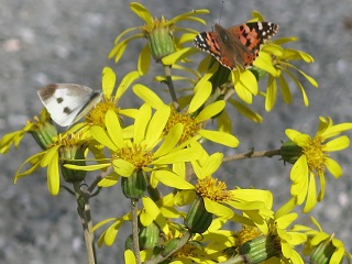 e0130185_125713.jpg