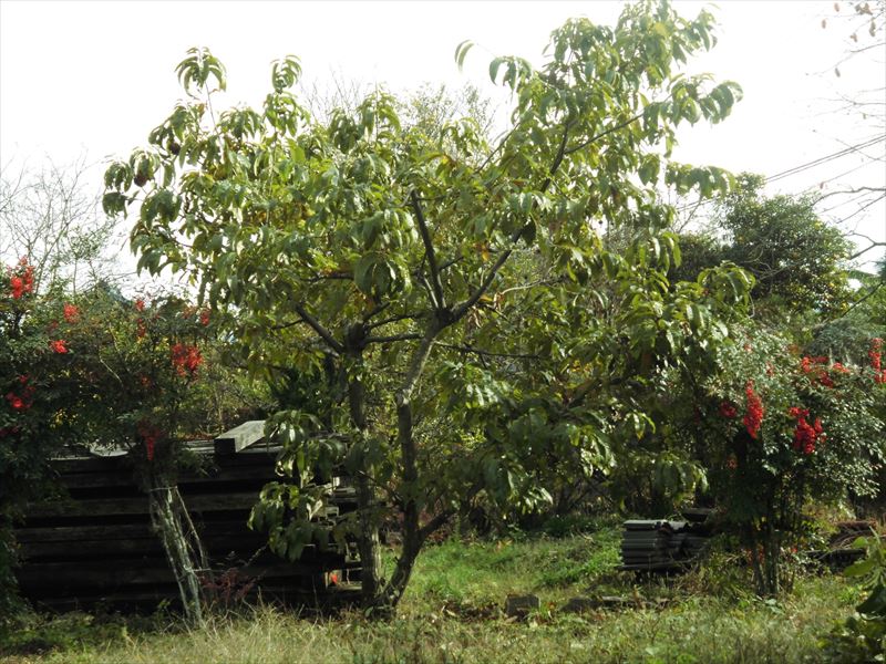 c0108198_1622572.jpg