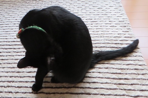 c0280322_11413377.jpg