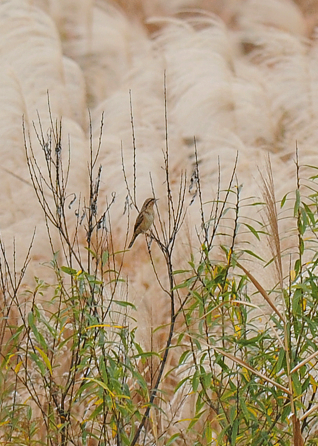 d0290240_15375391.gif