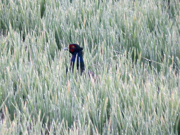 f0214649_693229.jpg