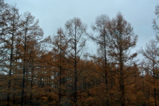 f0207664_10392628.jpg